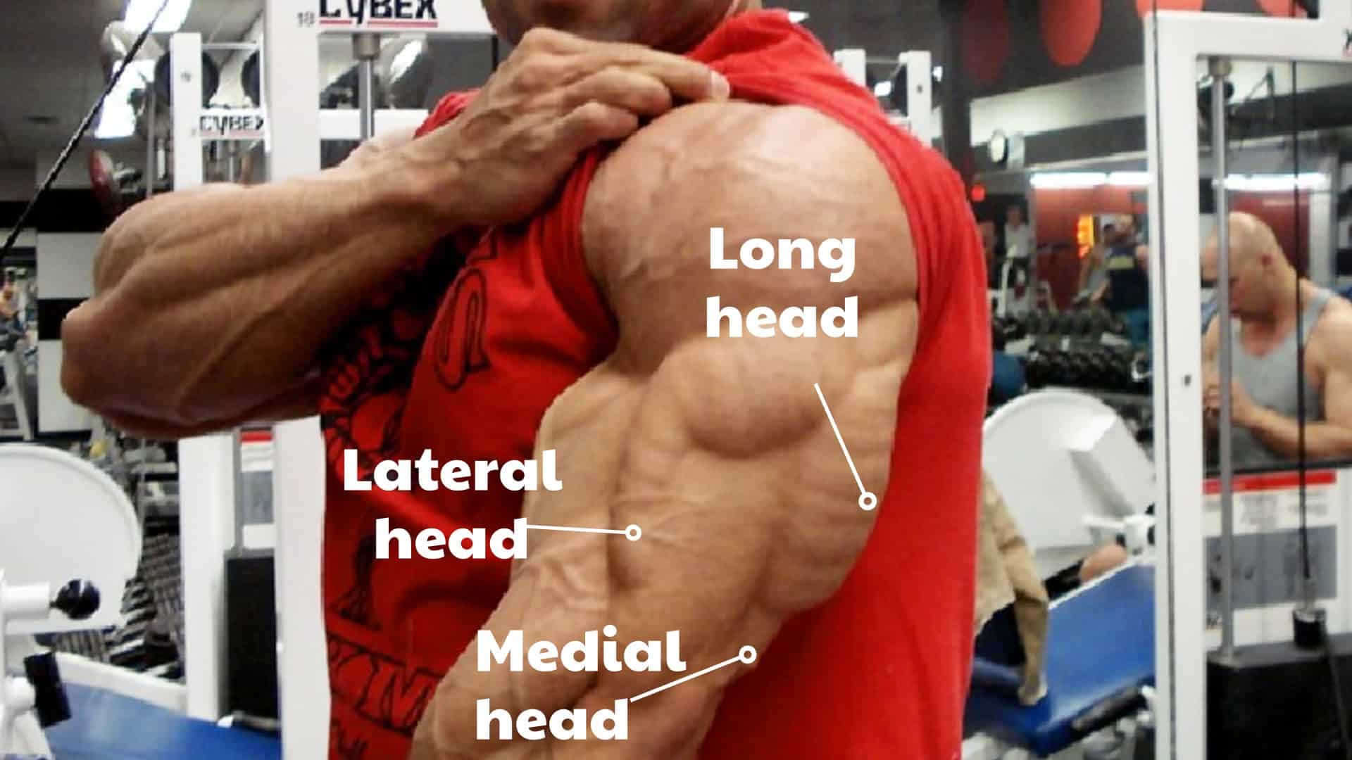 Lateral head triceps exercises for Bigger, Stronger Arms