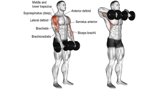 Muscle Worked during Dumbbell Upright Row