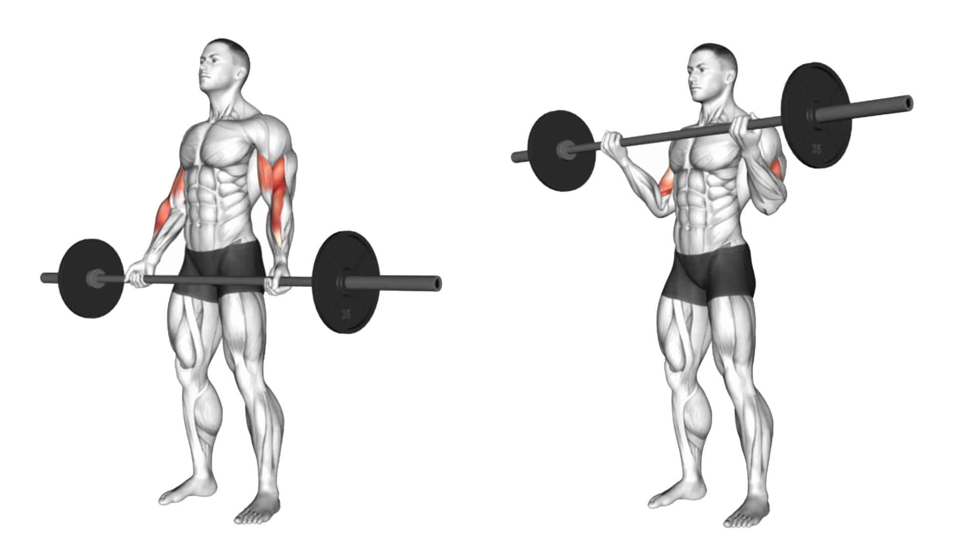 Tiny Reject juice Wide Grip Barbell Curl: Muscle Worked & Alternate