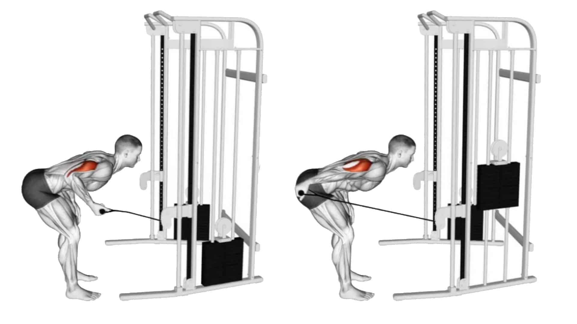 Cable Tricep Kickbacks Muscle Worked Tips Alternate