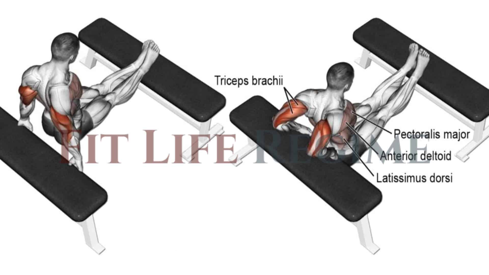 Tricep Dips At Home For Beginner For Bigger Arms