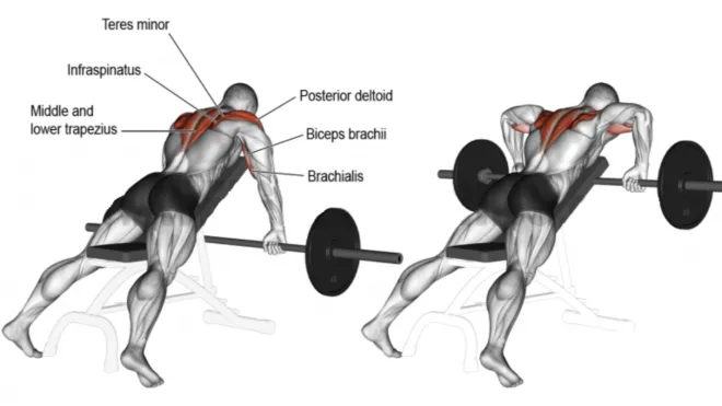Barbell Chest Supported Rear Delt Row
