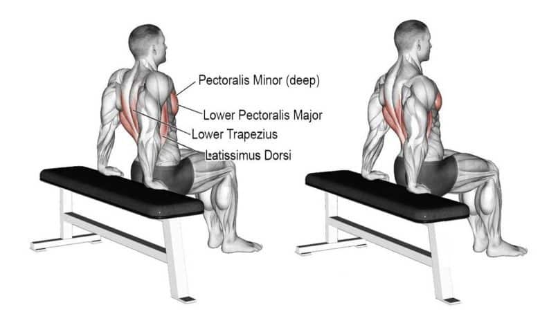 Scapula-Dip-Muscles-Worked