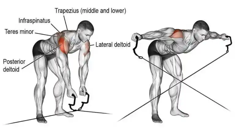 Bent over Cable Lateral Raise