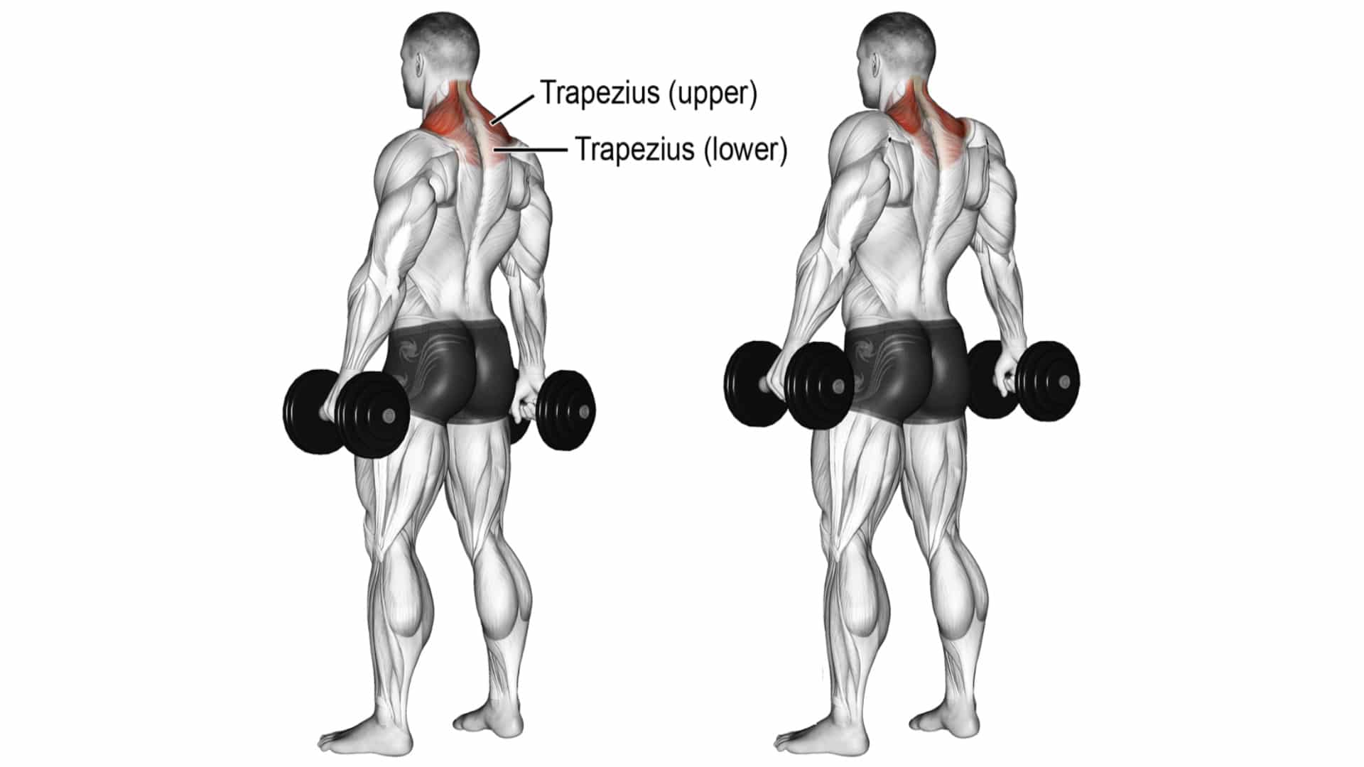 Shrugs Exercise Image