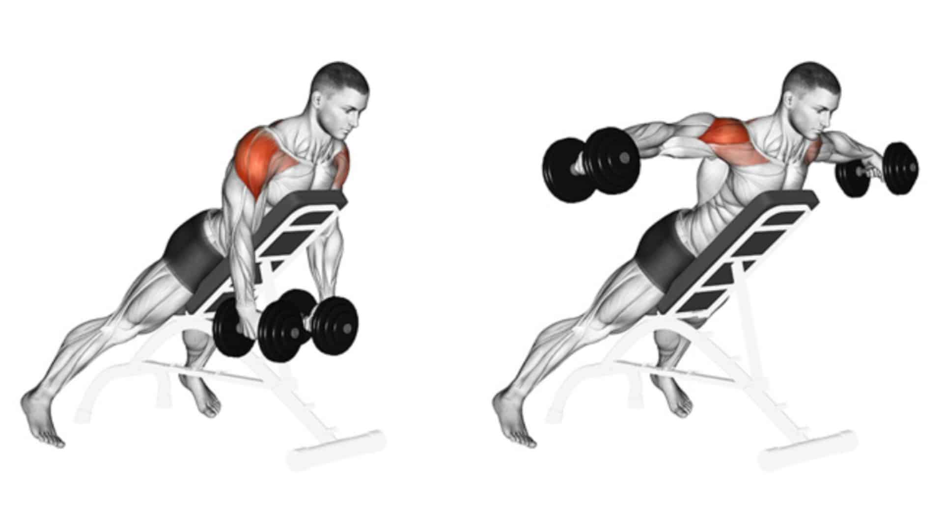 Incline Bench Rear Lateral Raise