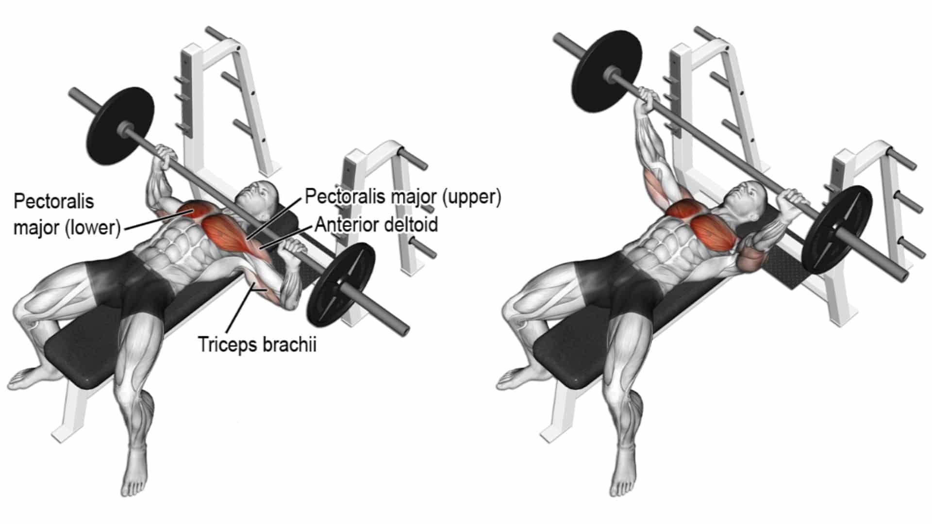 Bench Press