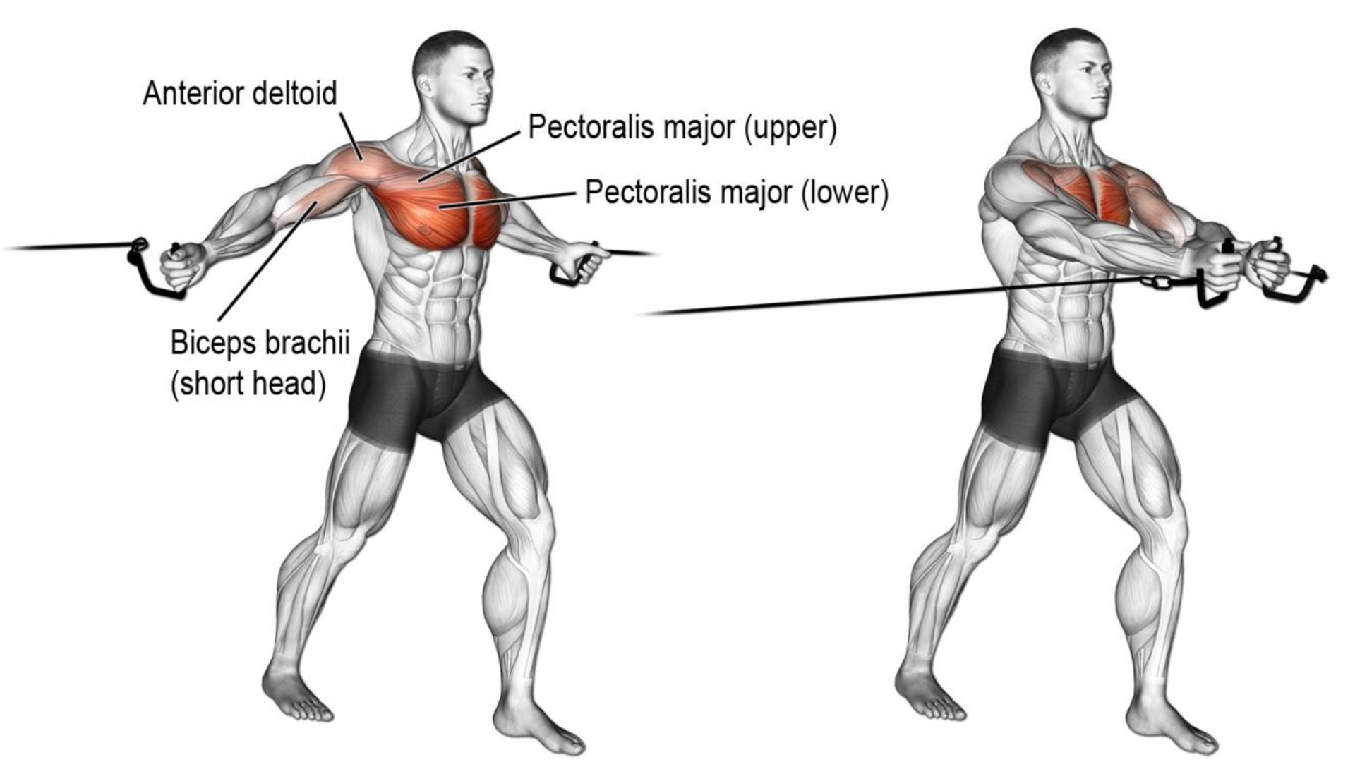 Cable Chest Exercises Tips