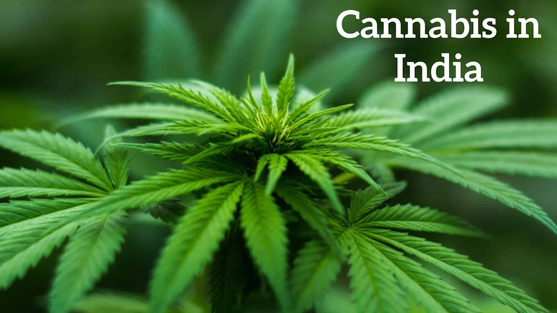 History of Cannabis in India