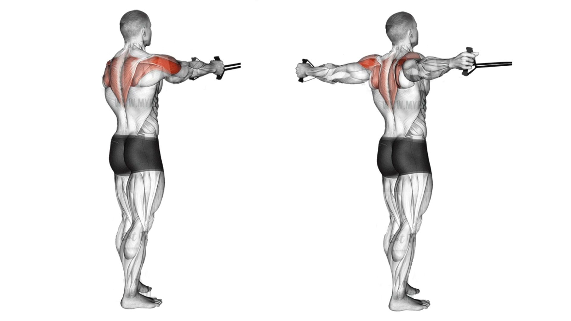 25 Best Rear Delt Exercises for Mass and Strength