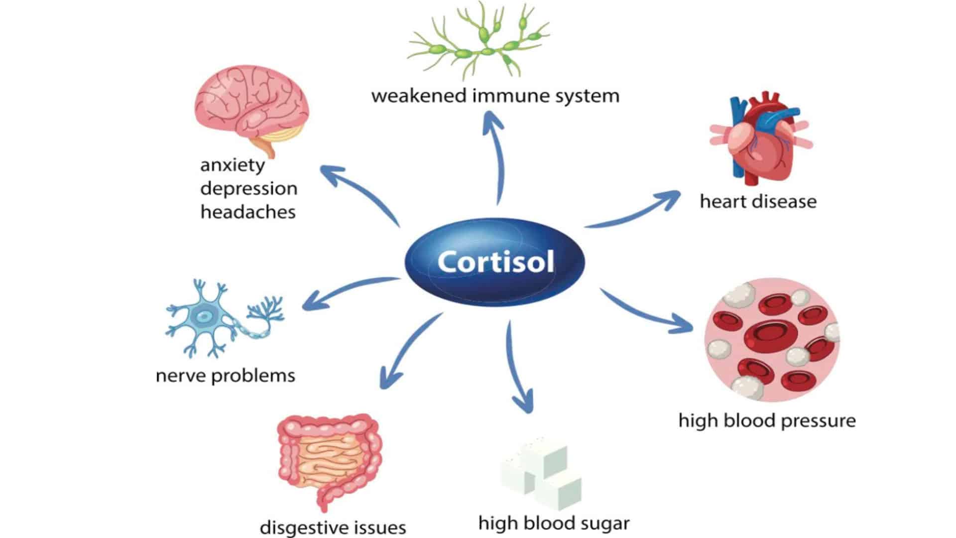cortisol