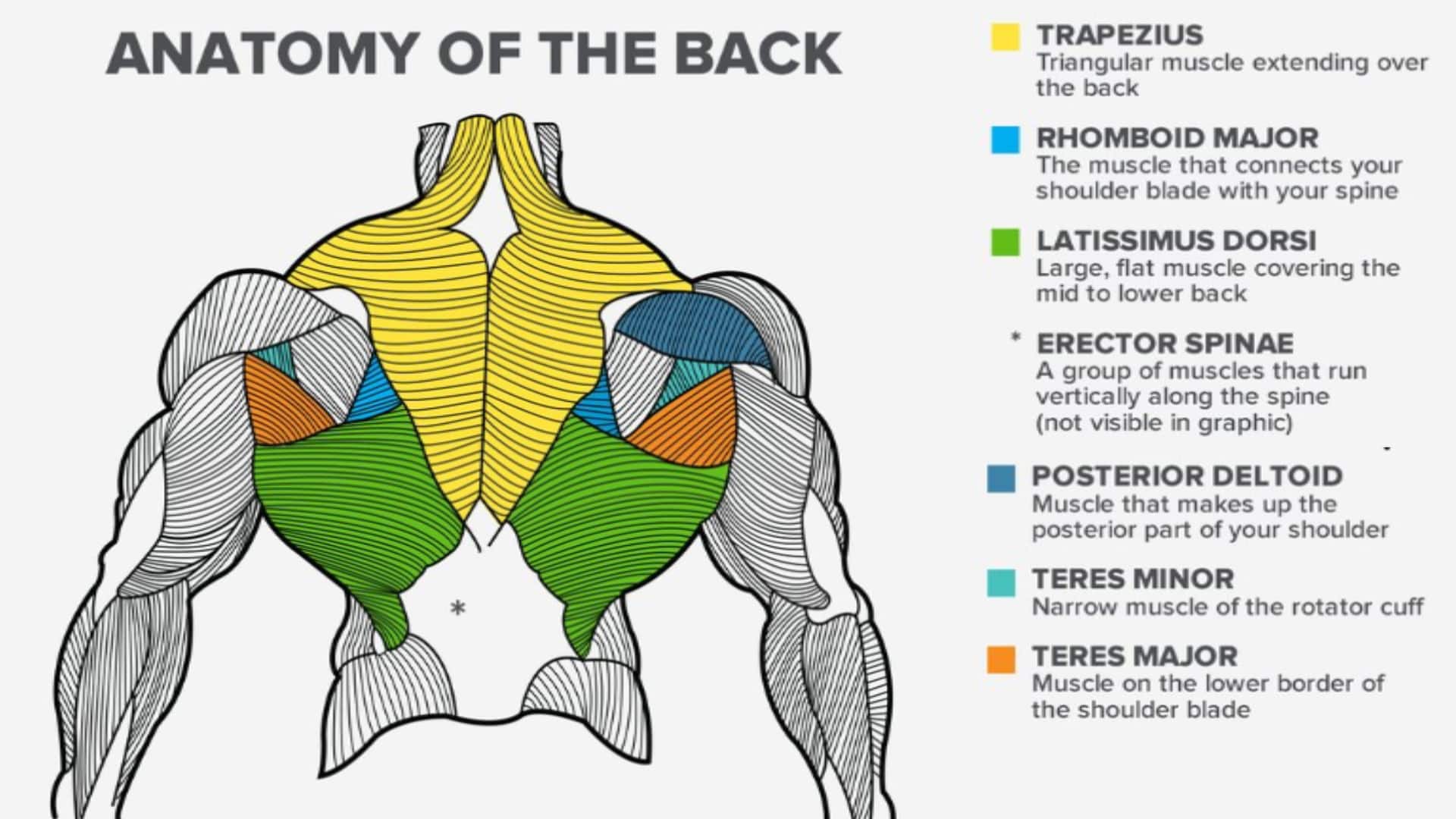 Back anatomy