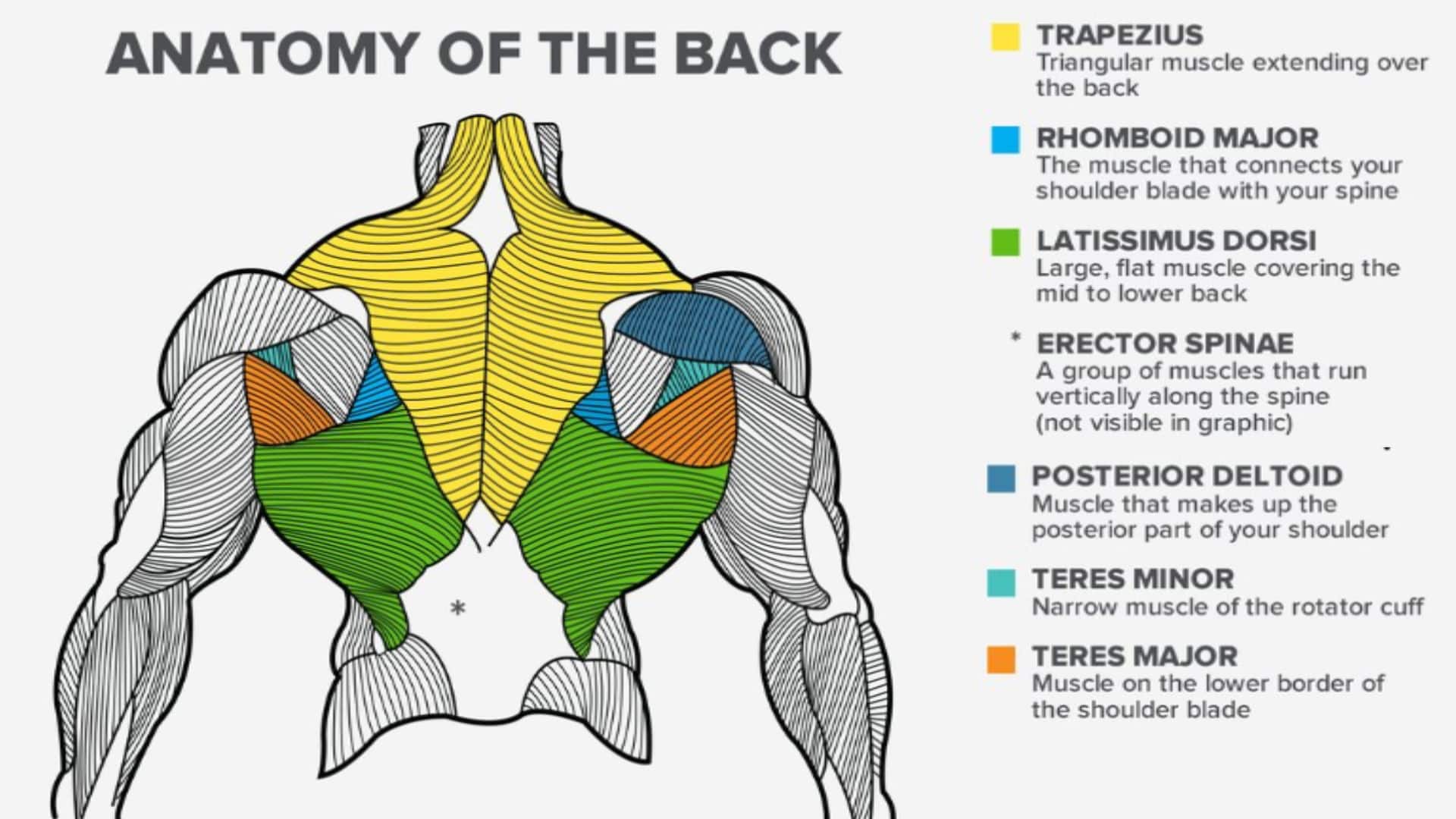 16 Best Back Exercises at Home (Bigger & Stronger Back) - Fit Life Regime