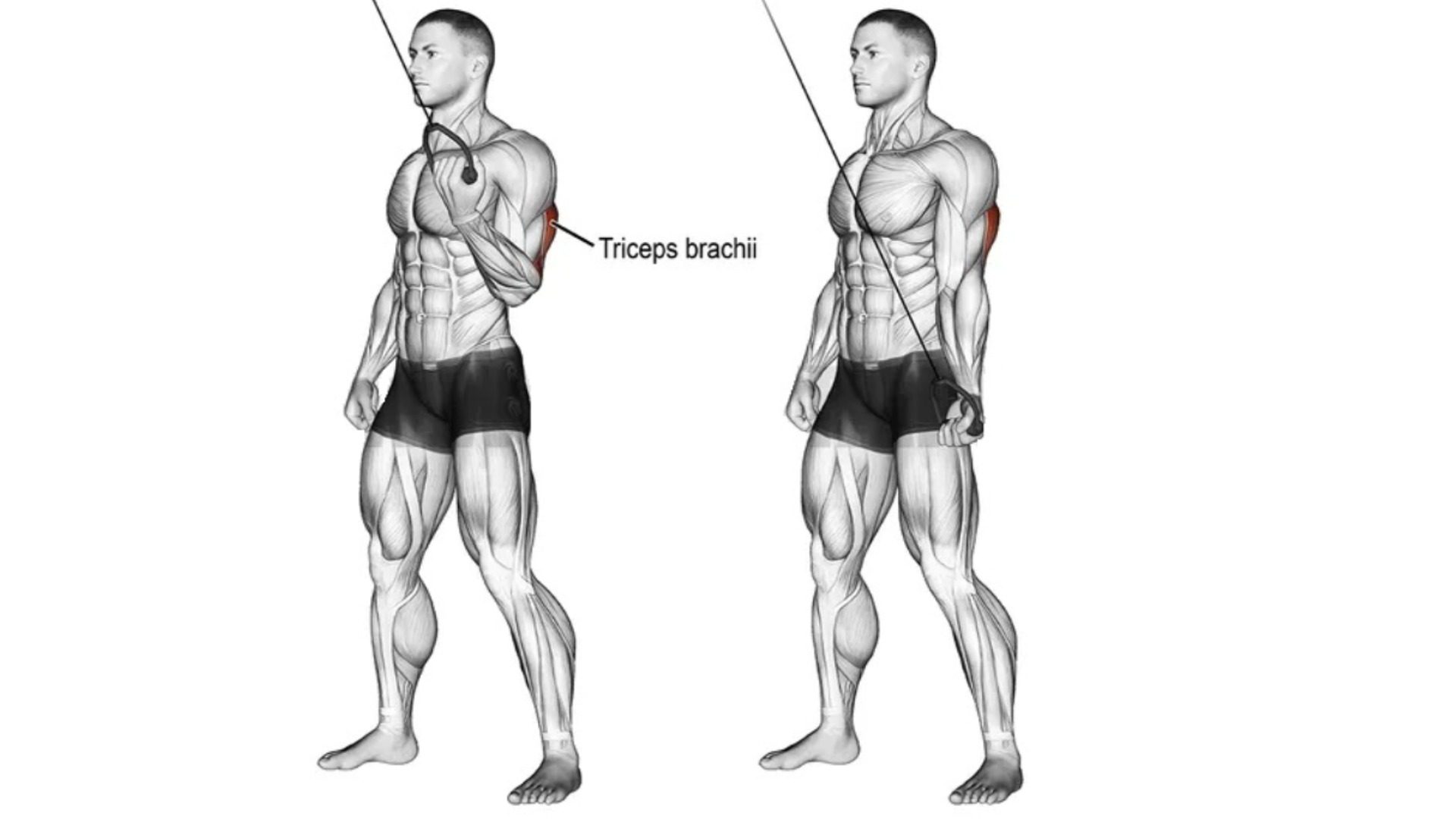 Cable one-arm reverse-grip triceps push-down