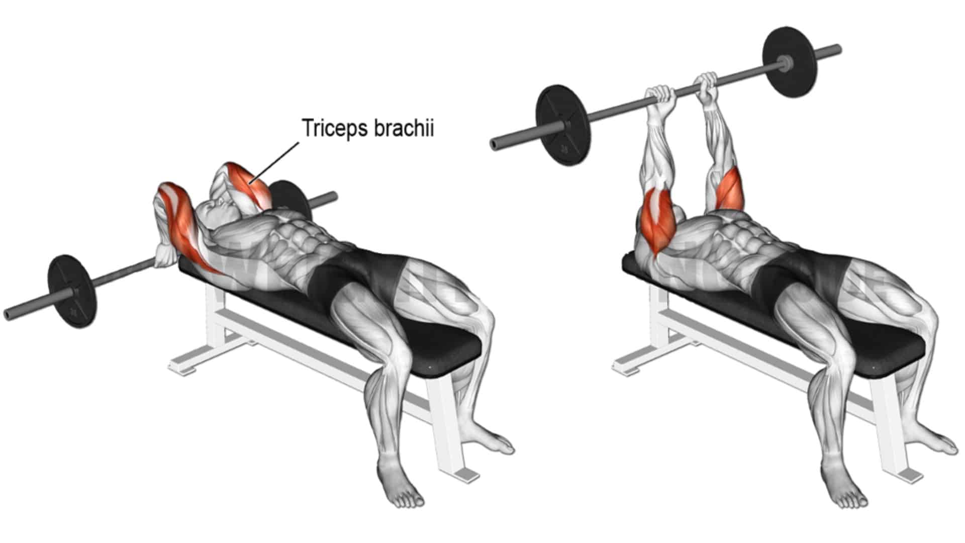 Lying Triceps Extension