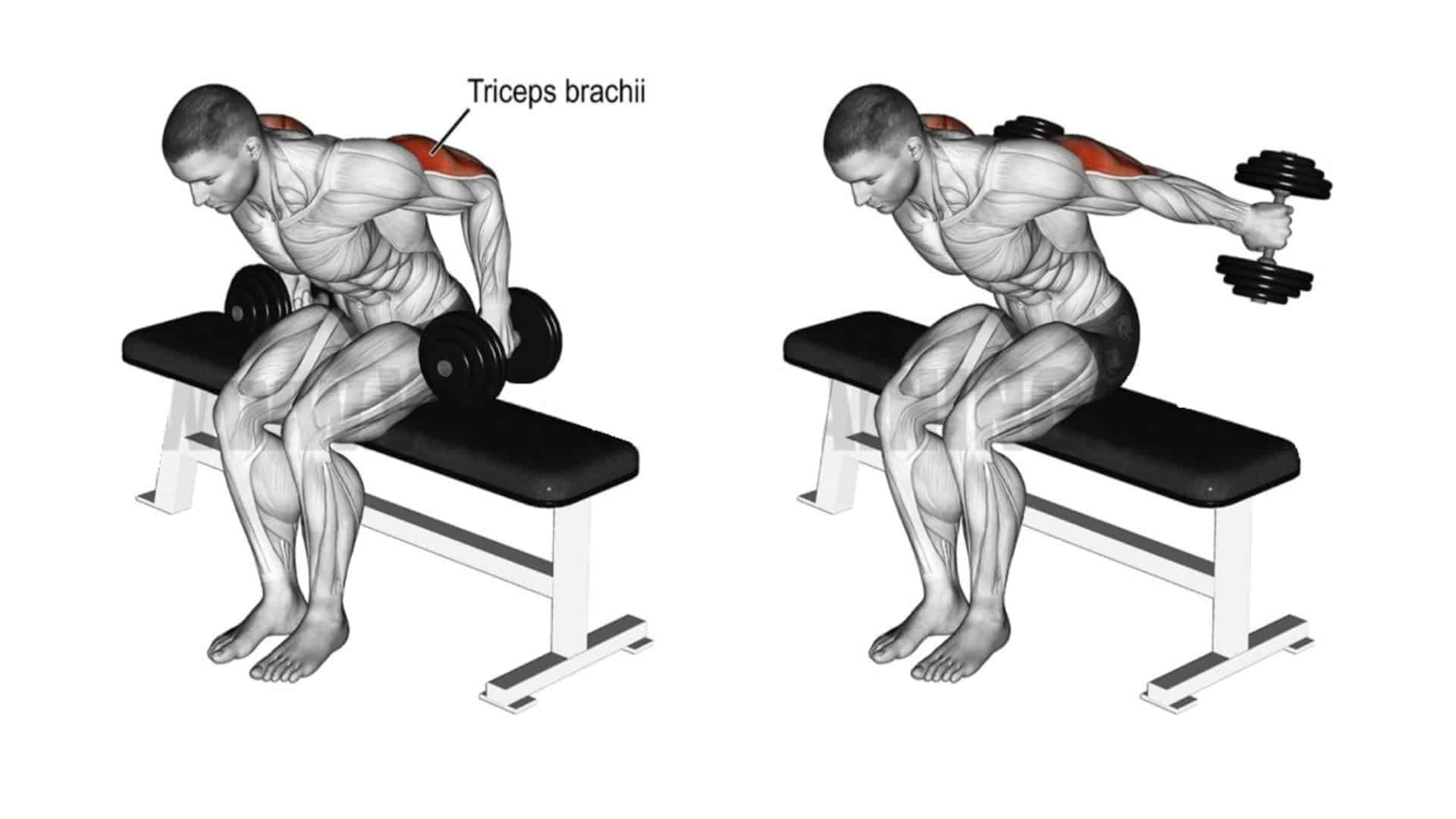 Seated bent-over two-arm dumbbell kickback