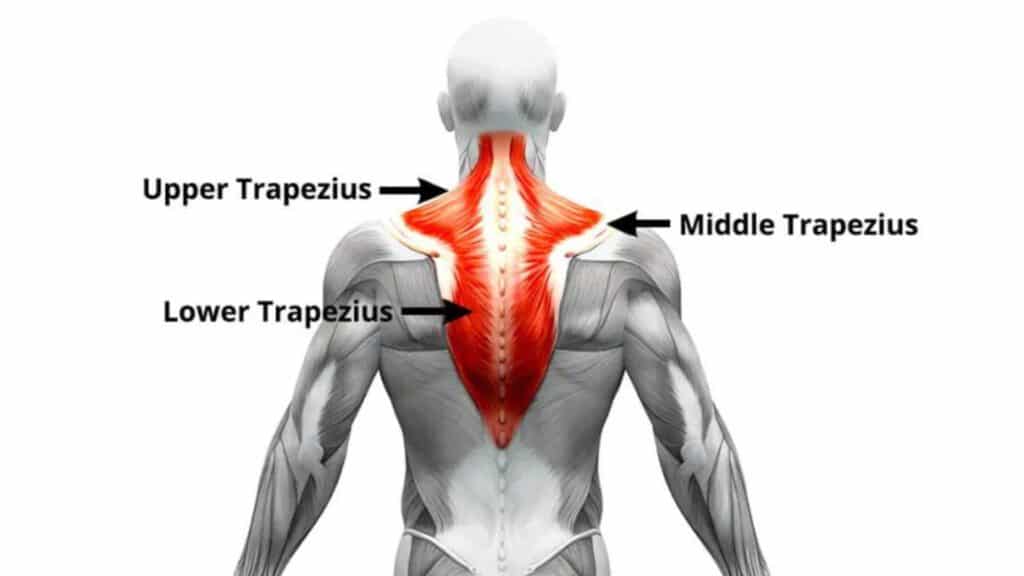 trapezius muscle workout