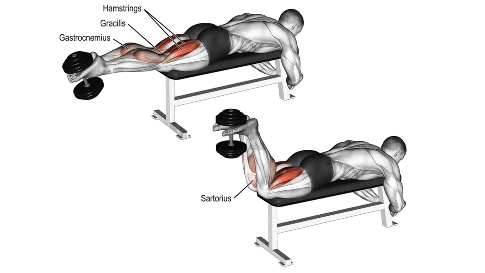 Lying Dumbbell Leg Curl