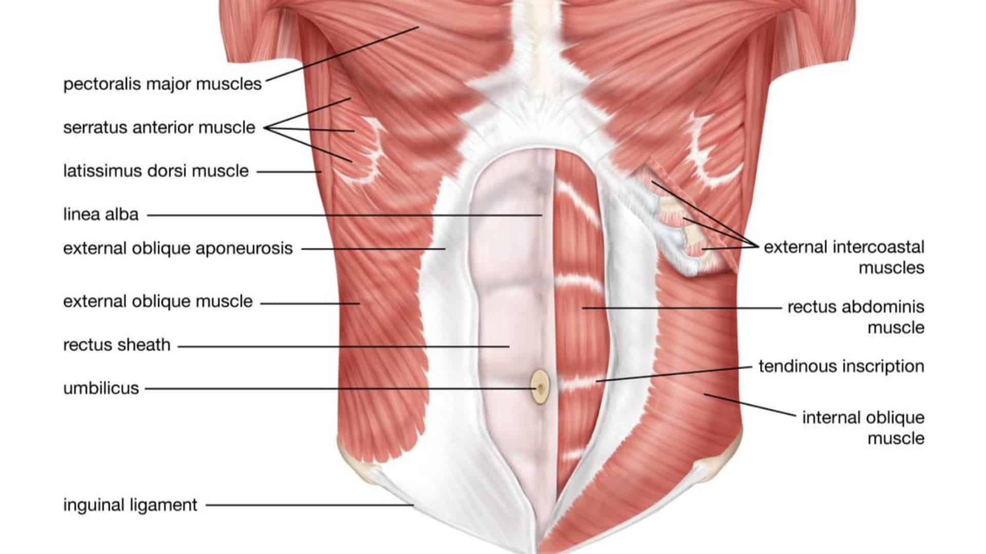 Rectus Abdominis, external oblique, internal oblique and transverses abdominis,