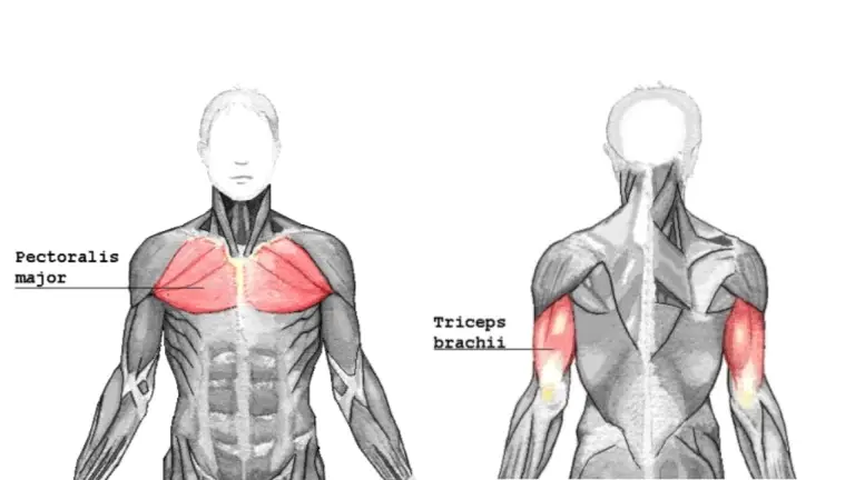 Know More About Chest And Triceps Muscles