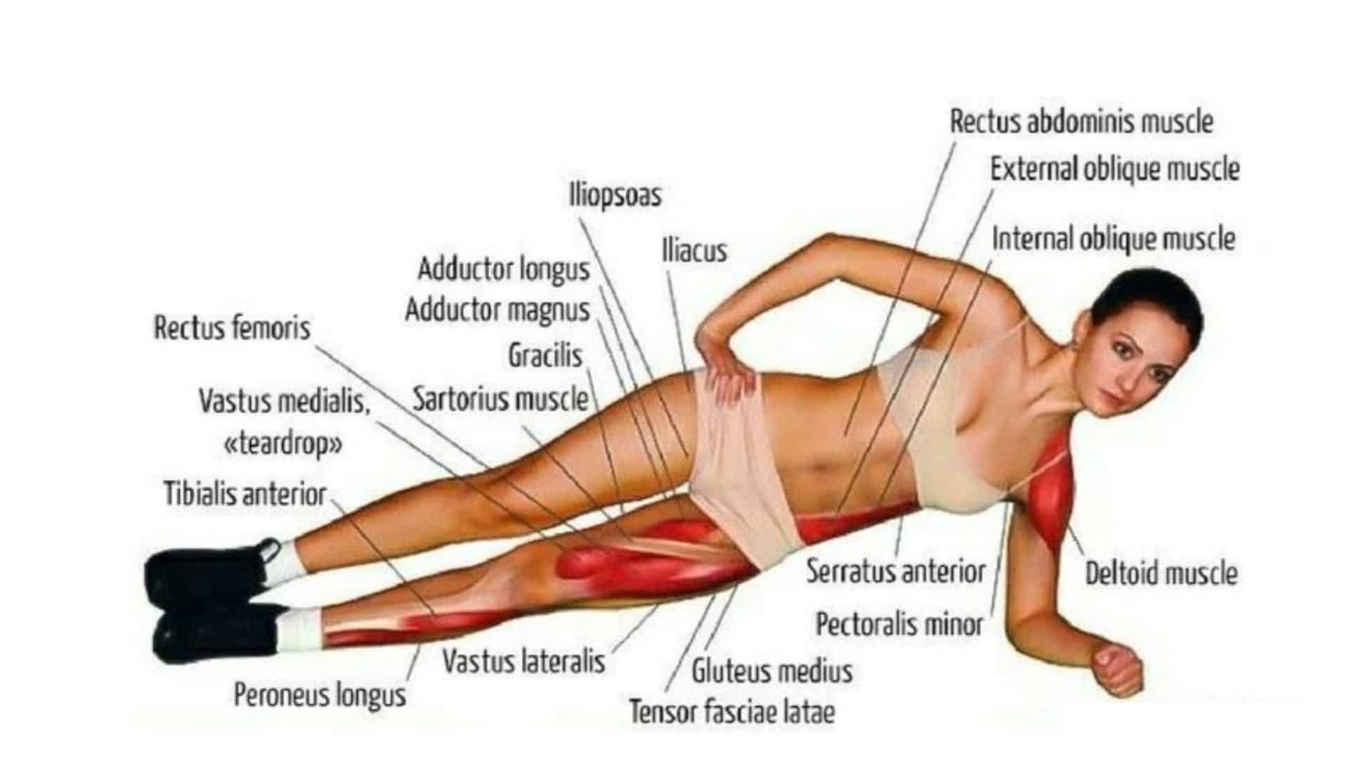 Muscles Worked on Side Plank Exercises
