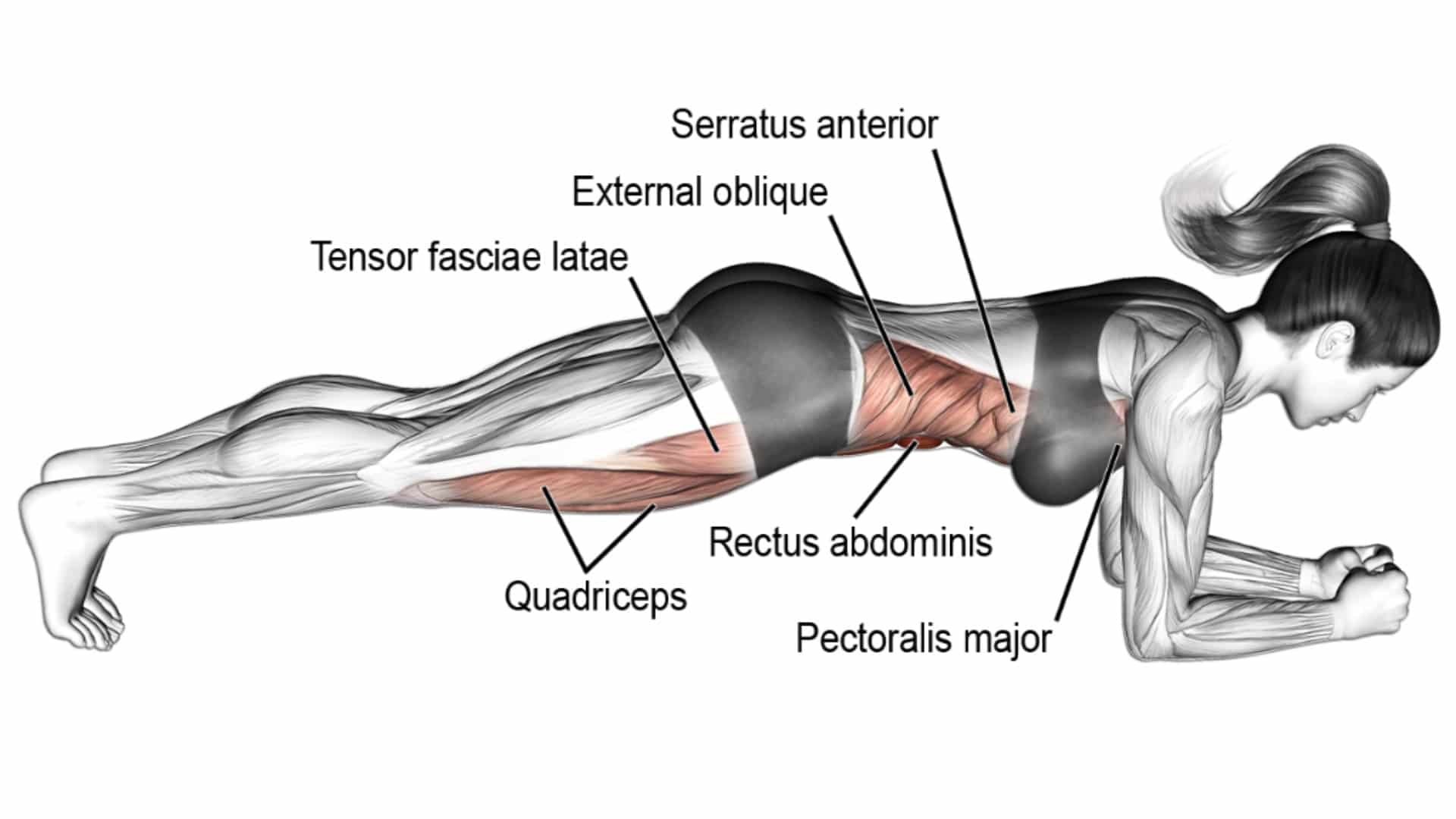 Plank Exercise Benefits Variations Muscles Worked Tips