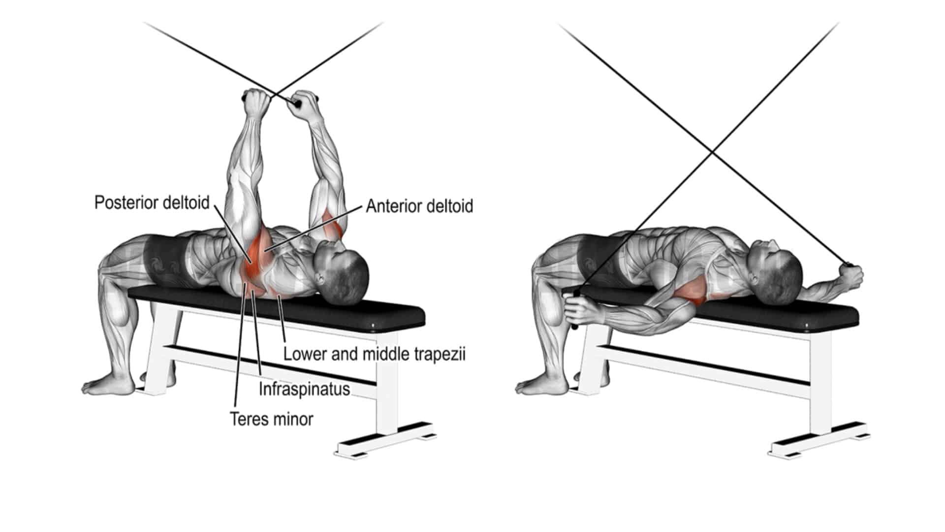 Lying Reverse Fly (Supine Cable Reverse Fly)