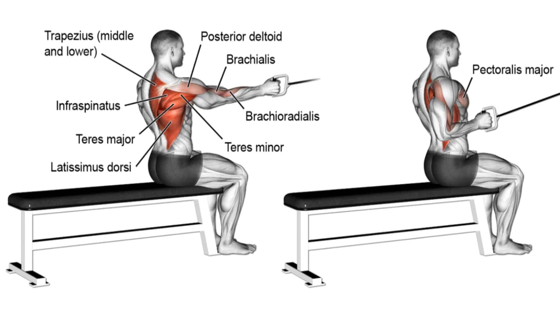 18 Best Cable Back Workout and Exercises for Wider Back