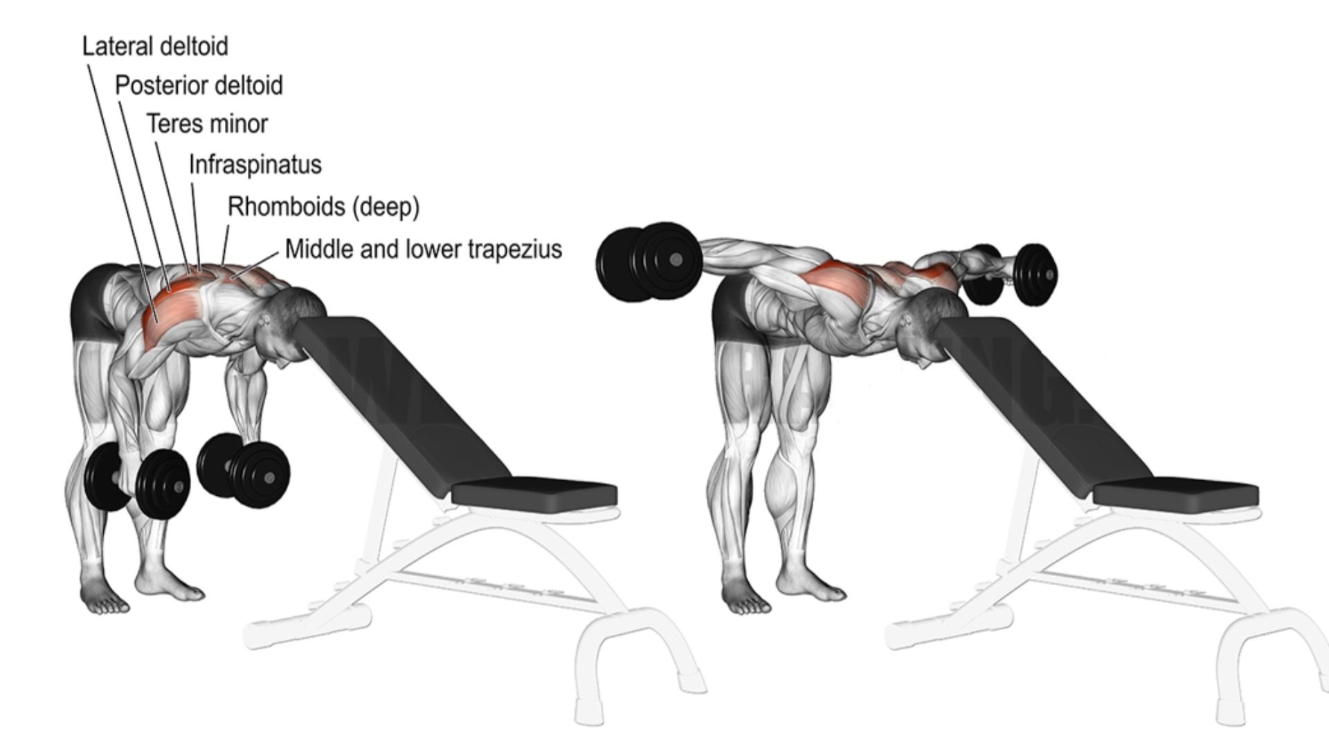 Head-supported reverse dumbbell fly