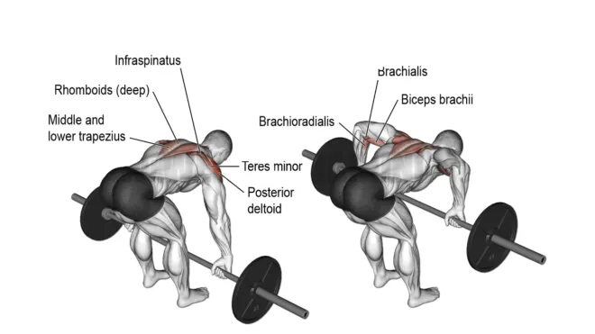 Muscle Worked During Rear Delt Row 