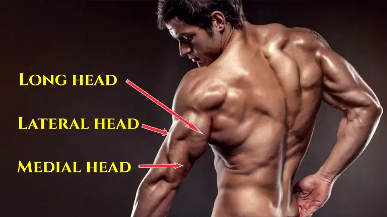 Long head Triceps Exercises for Bigger, Stronger Arms