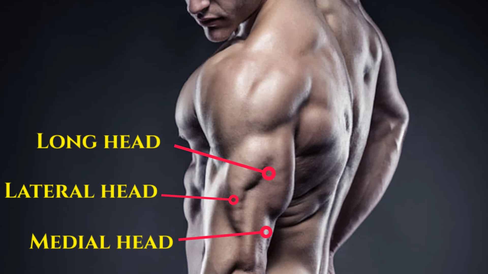 Medial head triceps exercises for Bigger, Stronger Arms