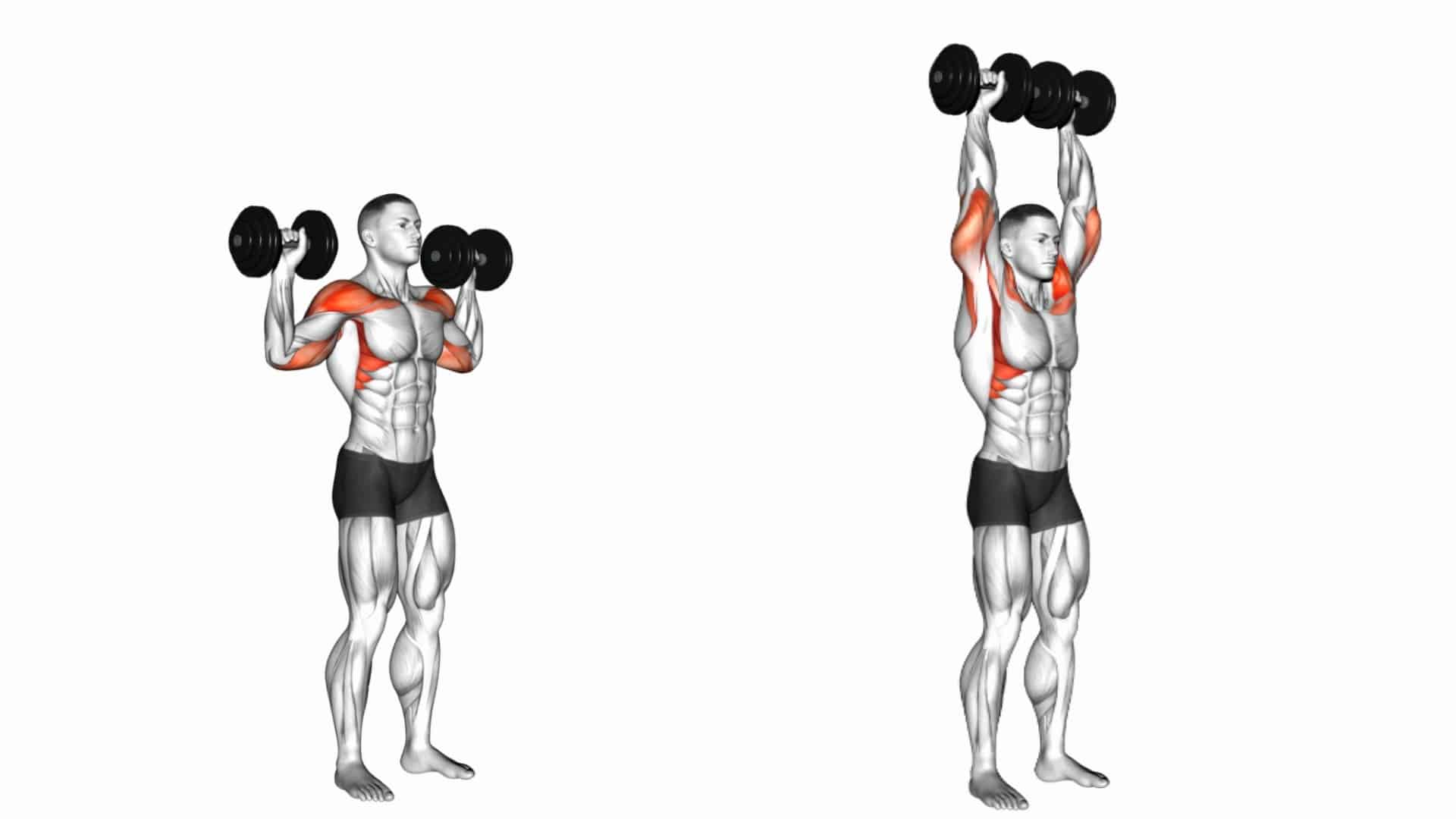 Overhead Dumbbell Press Muscle Worked Benefits Variations Overhead Dumbbell Press Muscle Worked Benefits Variations
