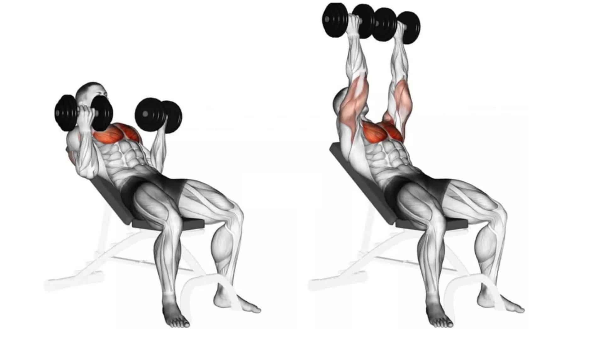 Dumbbell Incline Reverse grip Bench Press