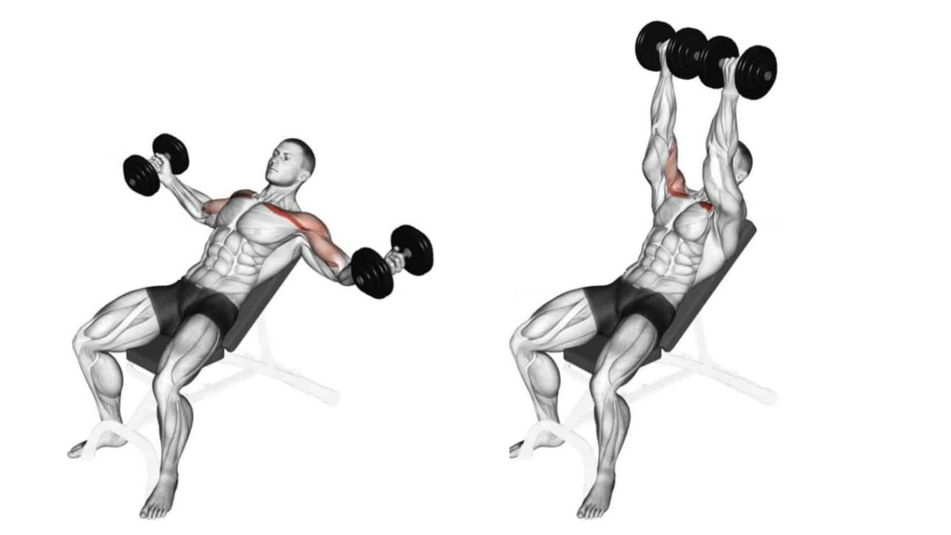 Incline Dumbbell Twist Fly