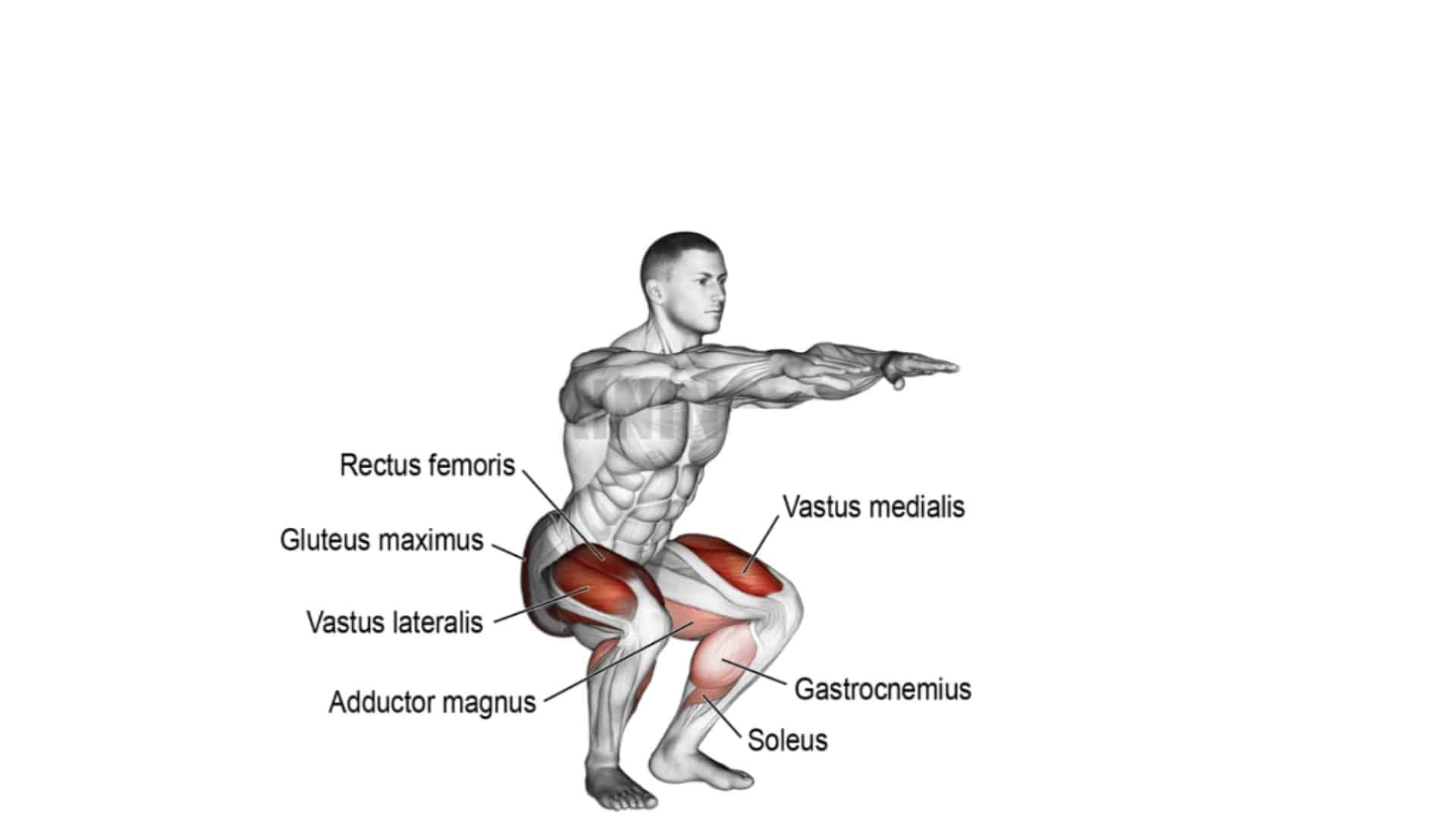 Landmine Squat Muscles Worked