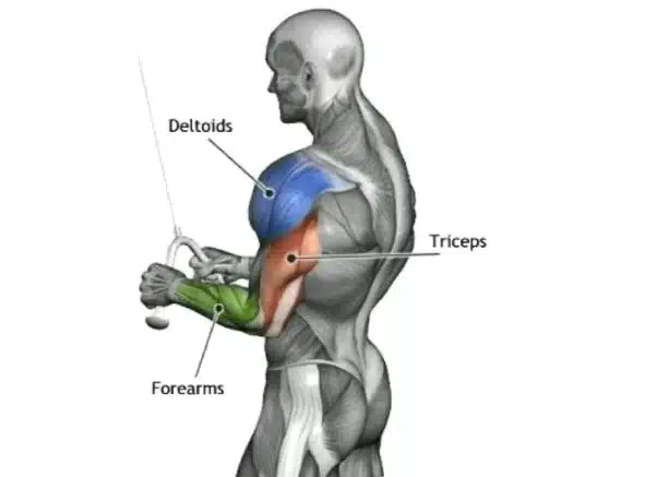 Muscles Worked During the Triceps Pushdown