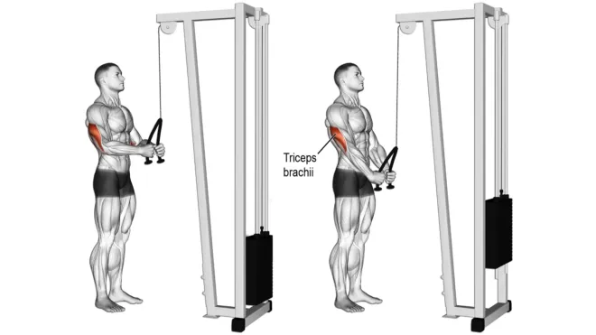 Triceps Rope Pushdown