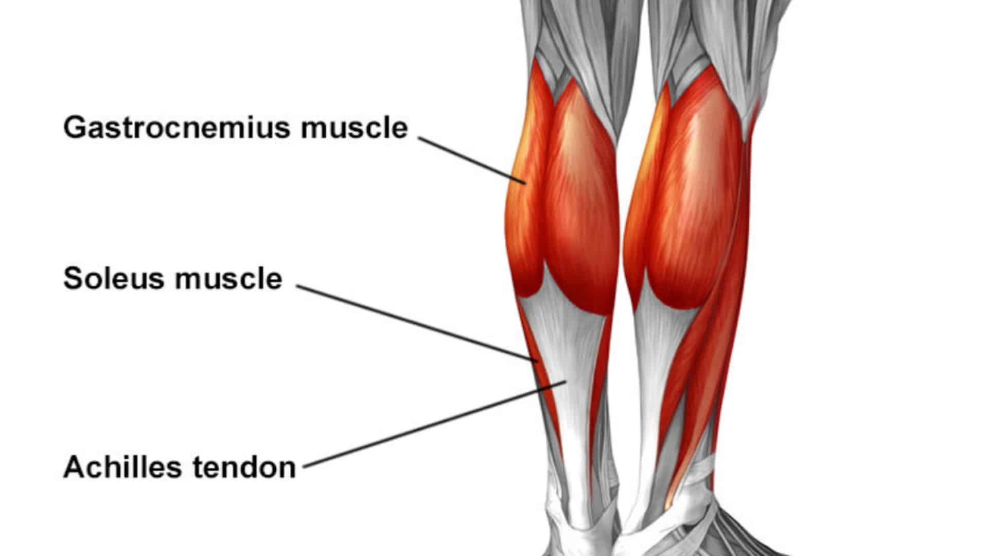 Calf Muscle