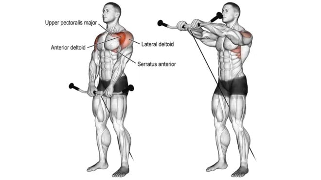 Muscles Worked During Cable Front Raise