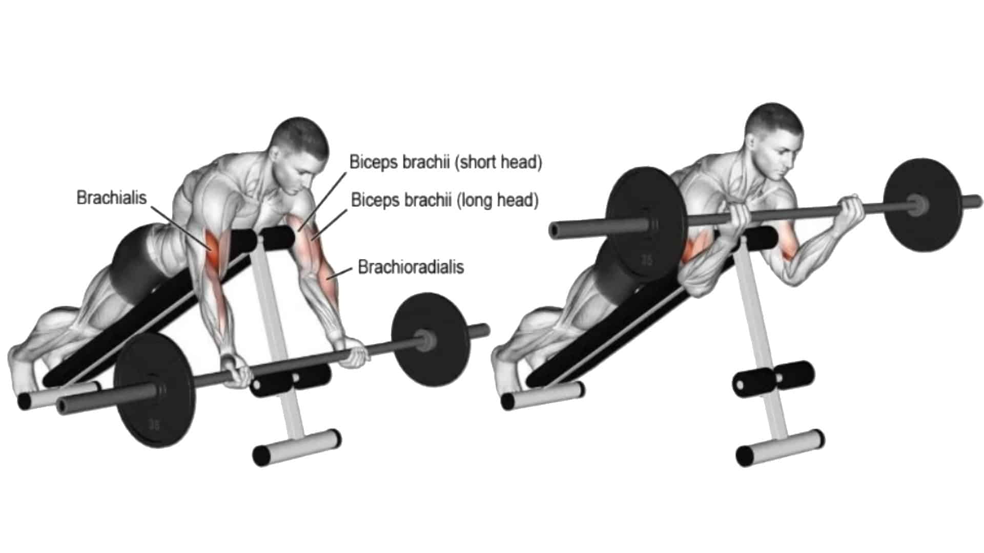 Barbell spider curl