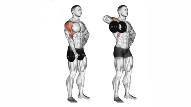 kettlebell Upright Row: Muscle Worked,