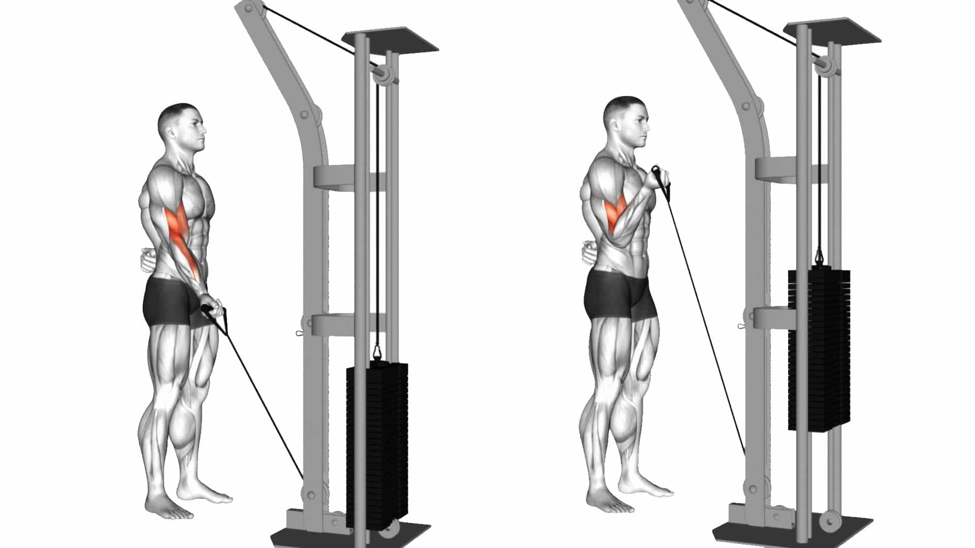 Cable Bicep Curl Technique At Terrance Mitchell Blog Cable Bicep Curl Technique At Terrance Mitchell Blog