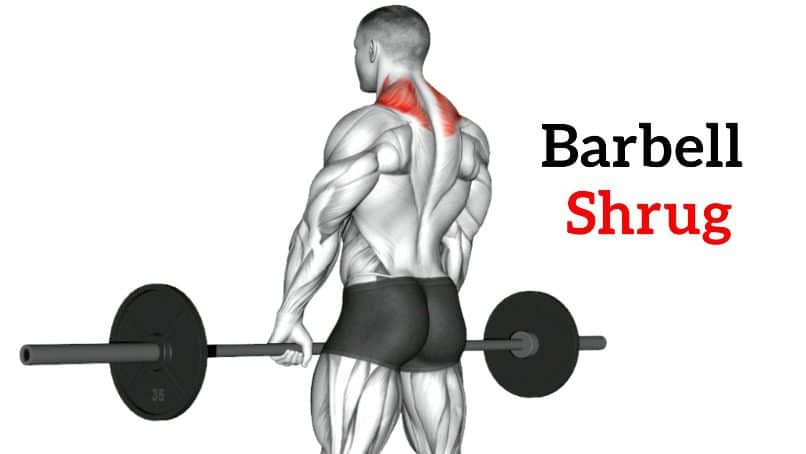 Barbell Shoulder Shrug