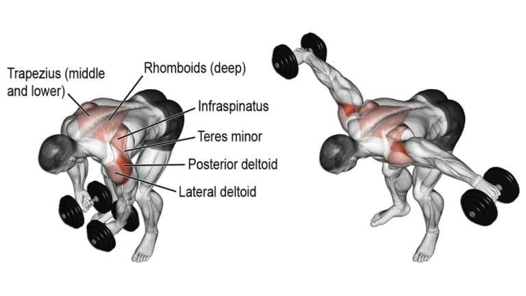 Reverse Dumbbell Fly Muscle Worked Benefits And Variations