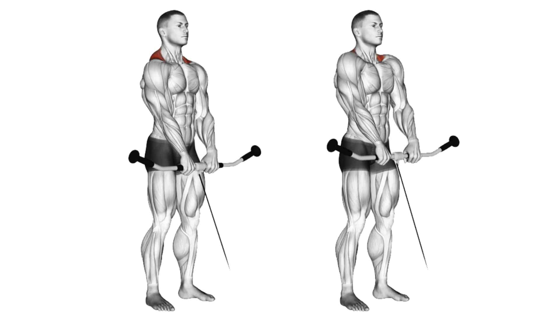 Shrug Exercise Benefits, Variations, Muscles used, Tips