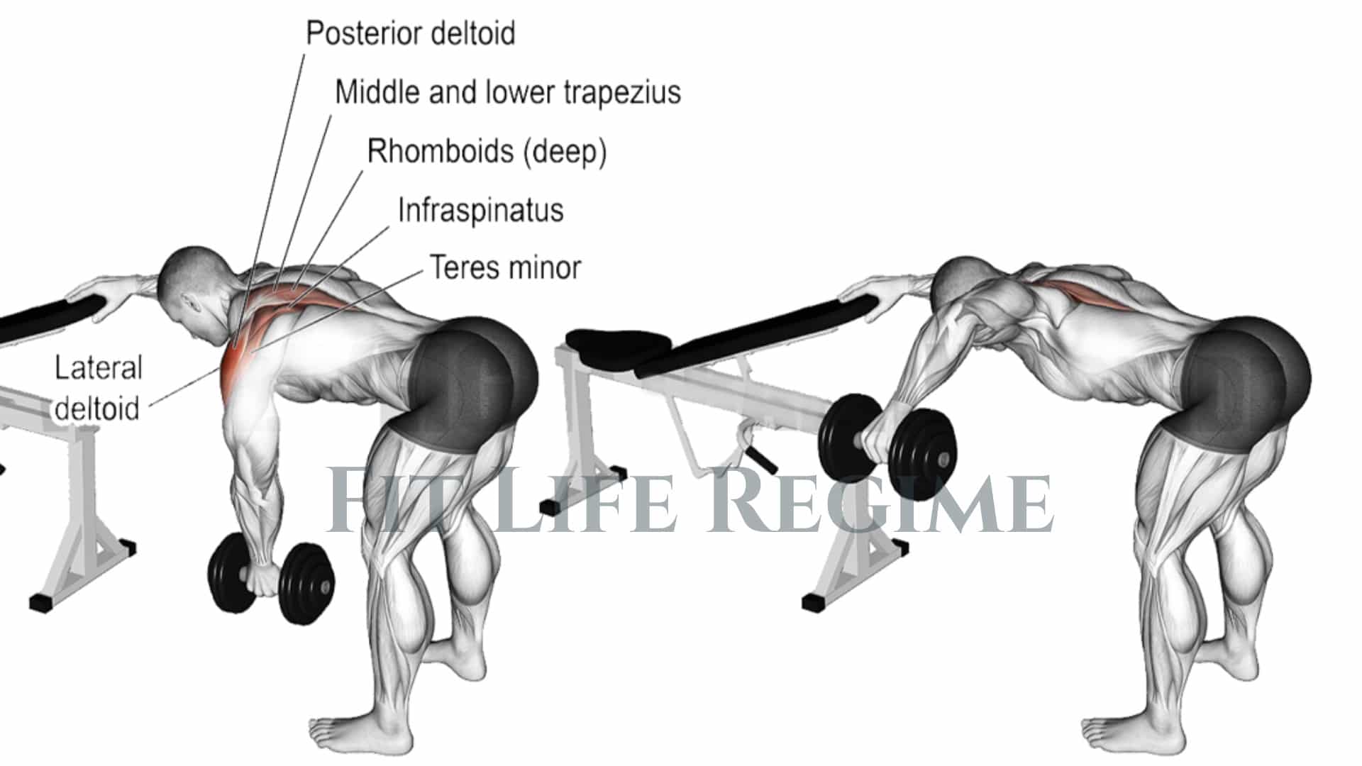 One Arm Dumbbell Bent over Reverse Fly