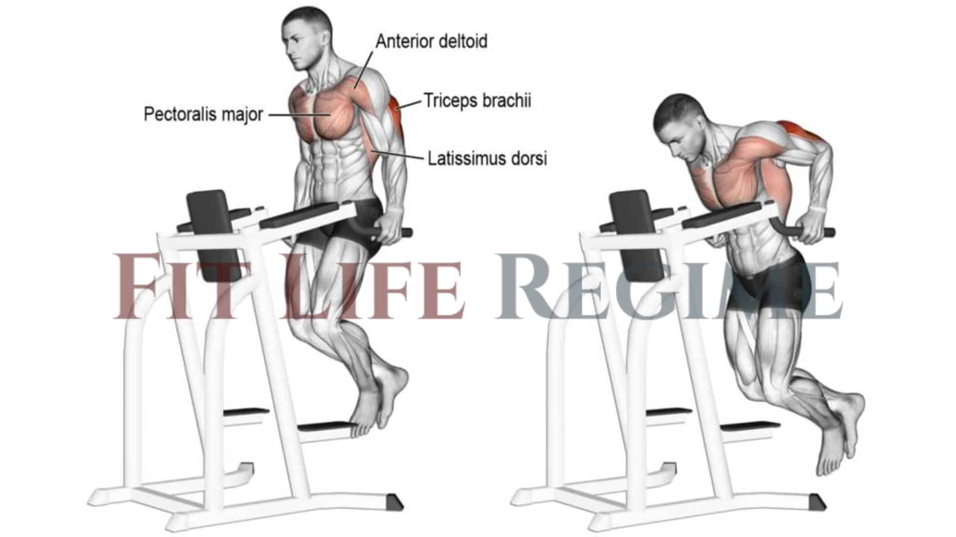 7 Most Effective Tricep Dips To Build Mass and Strength