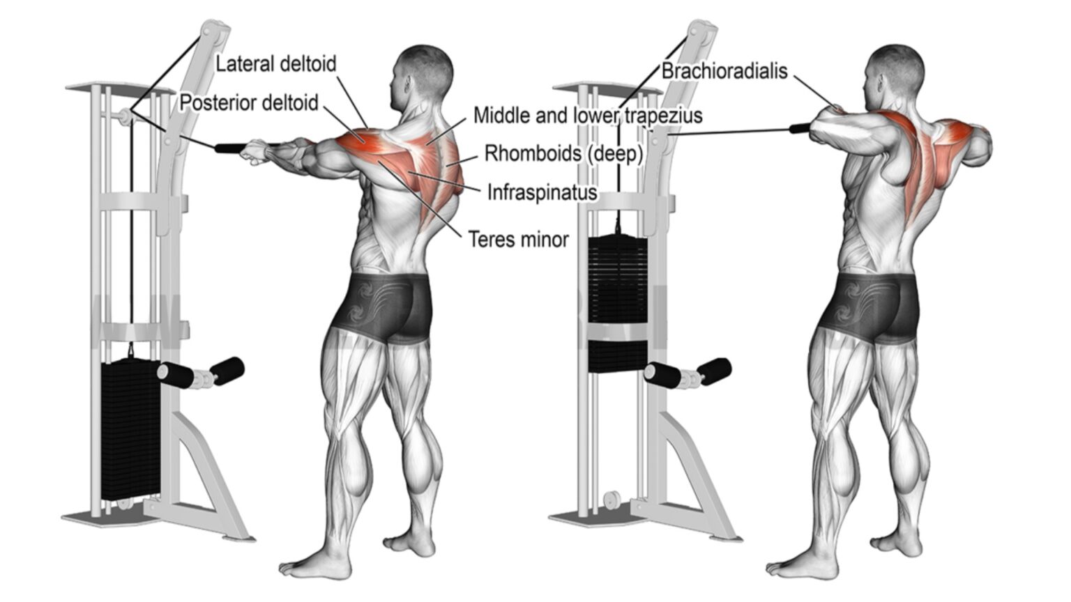 how-to-do-rear-delt-cable-pull-correctly