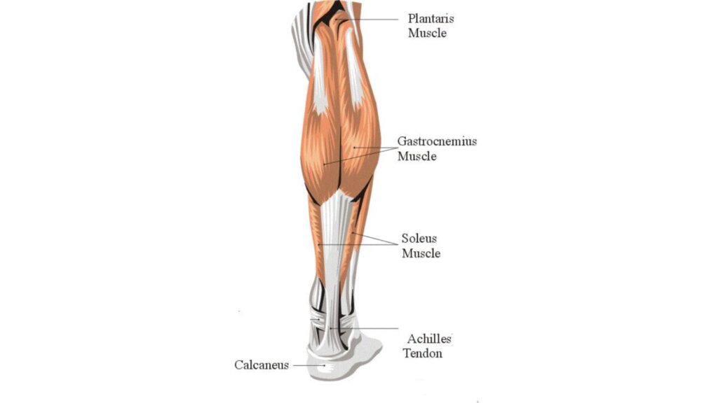 Anatomy of Calf Muscle